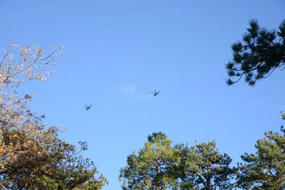 DSC_5229 (Large).JPG